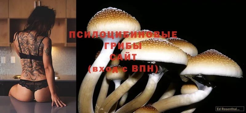 Псилоцибиновые грибы Cubensis  Гудермес 